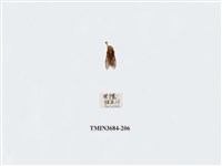 藏品(雙翅目)的圖片